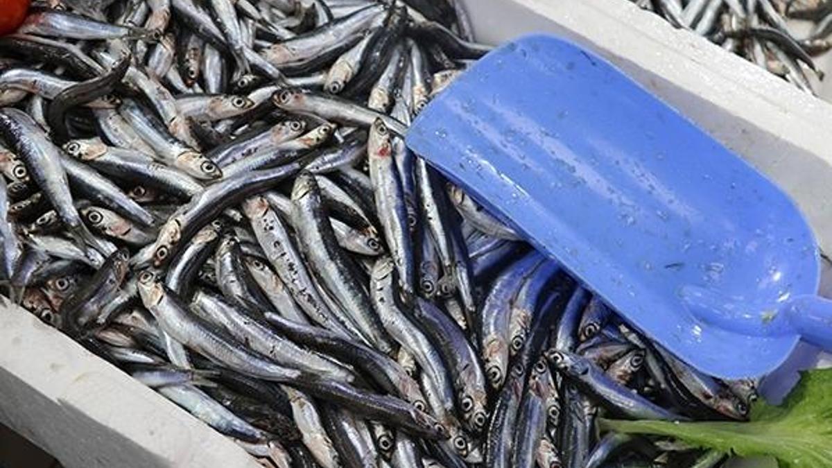 Karadeniz'de hamsi azaldı, 'çaça' avı başladı