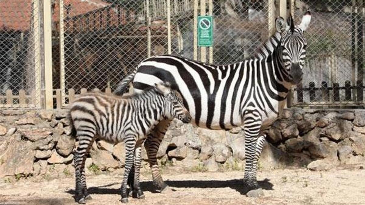 Antalya Hayvanat Bahçesi'nde büyük sevinç! Zebra, kanguru, keçi, tavşan ve lemur...