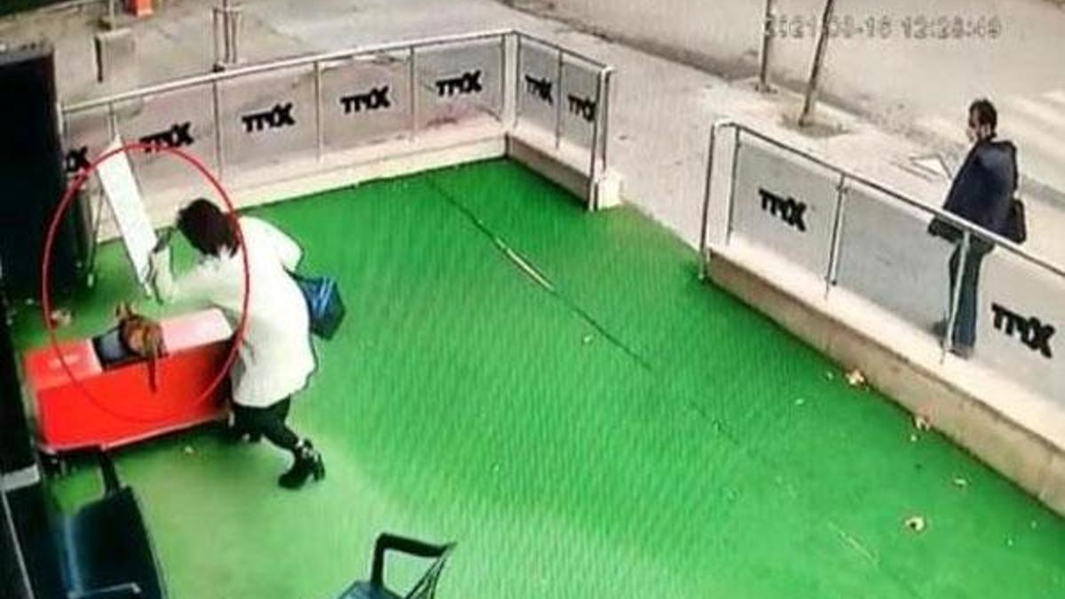 Hamile kediye şiddet uygulayan kadına 1033 lira para cezası