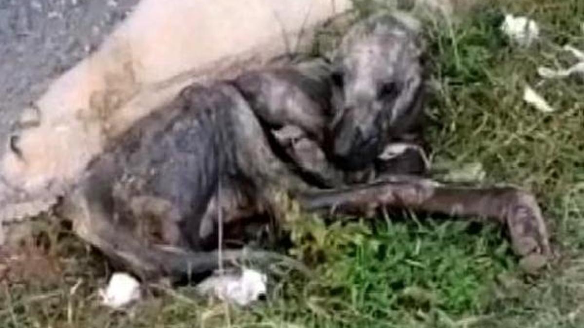 Ölmek üzereyken bulunmuştu! Son hali görenleri şaşırttı!