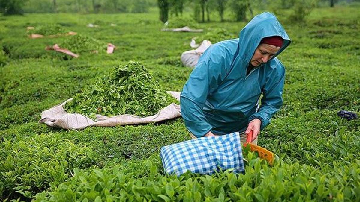 Çaykur mevsimlik işçi alımı 2021 başvuruları başladı! İşte Çaykur başvurusu ve İŞKUR başvuru ekranı!