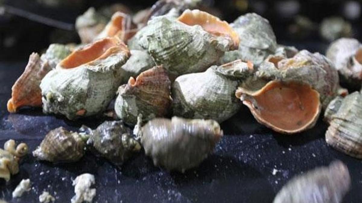 Deniz salyangozuna dünyadan yoğun talep! 5 ülke sıraya girdi...