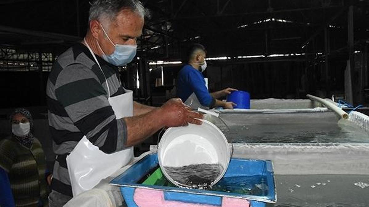 12 milyon yavru levrek üretildi! Özel sektöre satılacak