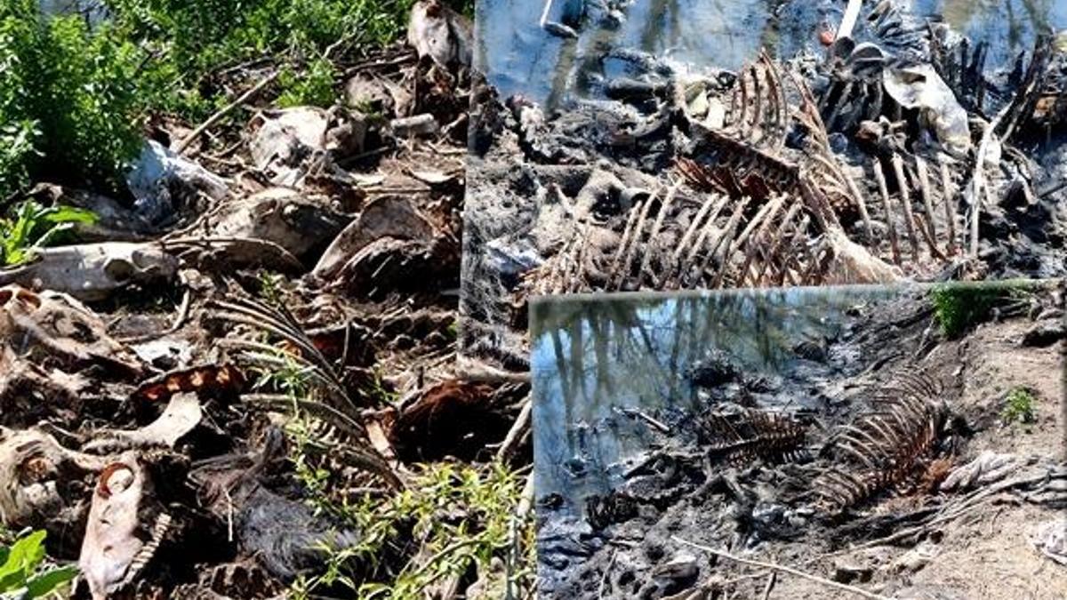 Kentte onlarca at ve eşek kafası bulundu! Dehşete düşüren görüntü...