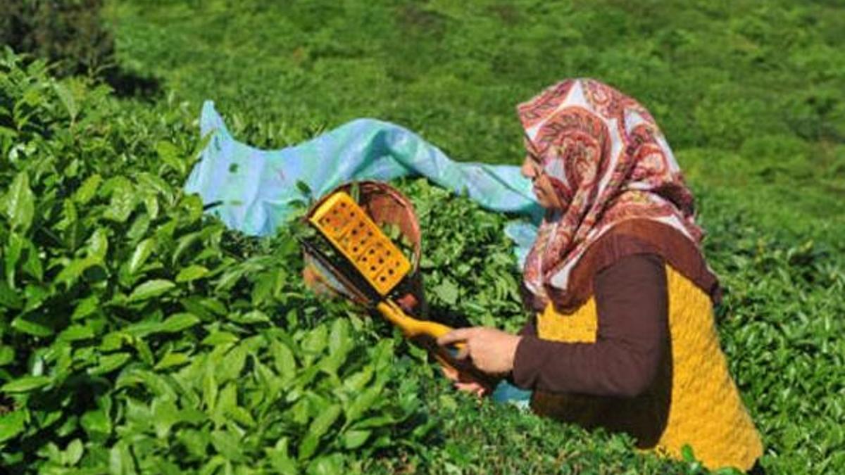 Çay toplama zamanı ne zaman? Rize'de çay toplama zamanı 2021 (yaş çay hasadı)