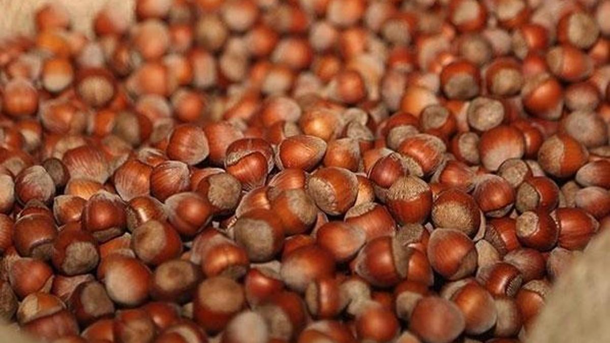 Fındığın serbest piyasada kilosu 23,5 lira oldu