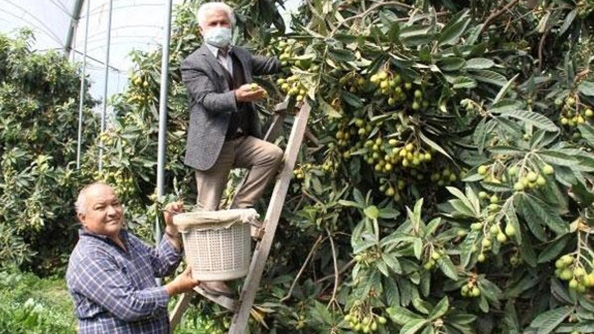 Yenidünya hasadı başladı; kilosu 30 lira