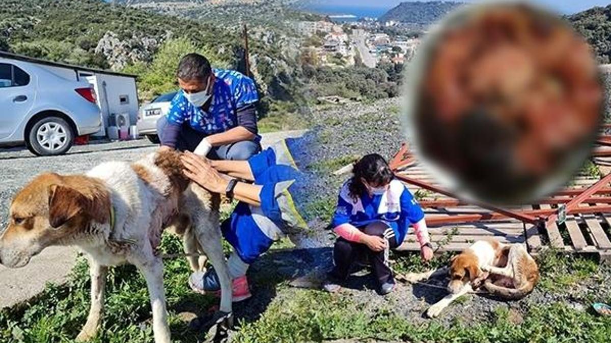 Köpekten çıkan tümörün büyüklüğü şaşırttı