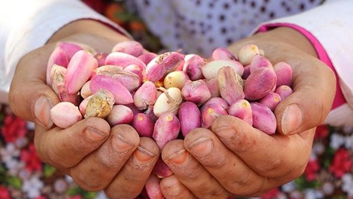 Geçimlerini bu üretimden sağlıyorlar! Yüzde 40 düşecek