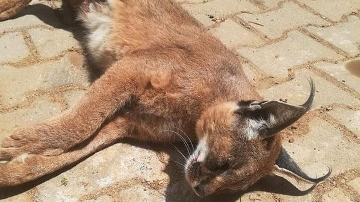 Muğla'da nesli tükenme tehlikesinde olan 'Karakulak' ölü bulundu