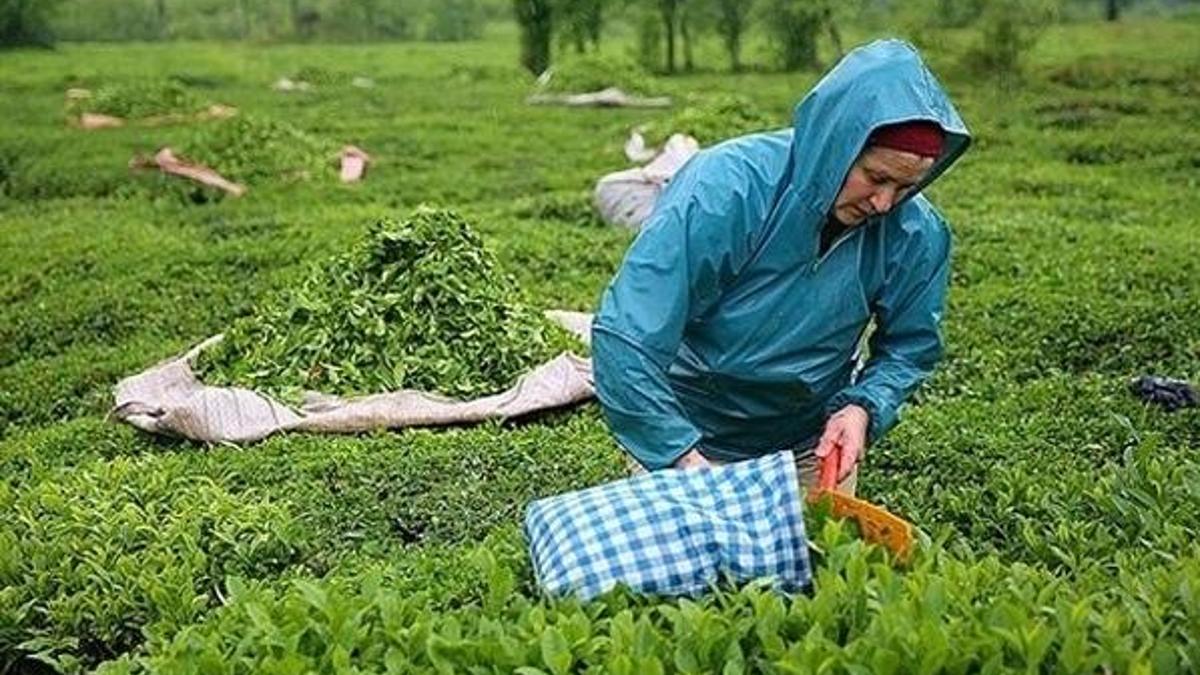 Çaykur kura sonuçları 2021 isim listesi! İŞKUR ÇAYKUR 300 işçi alımı kura çekilişi sonuçları sorgulama