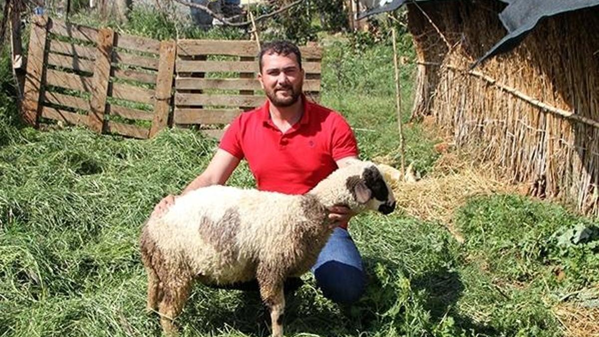 Büyüdükçe ortaya çıktı, görenleri şaşırttı! 3 aylık kuzu ilgi odağı oldu