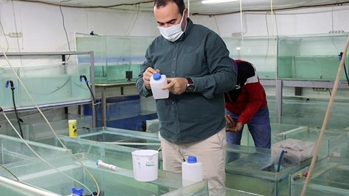 Antalya'da ürettiği 'doktor balıkları' ihraç etmeye başladı