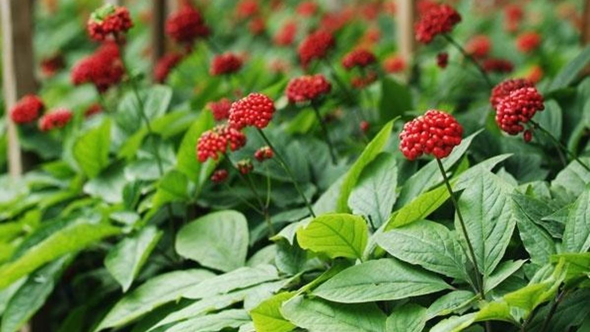 Koronavirüse karşı koruyor! Uzman açıkladı