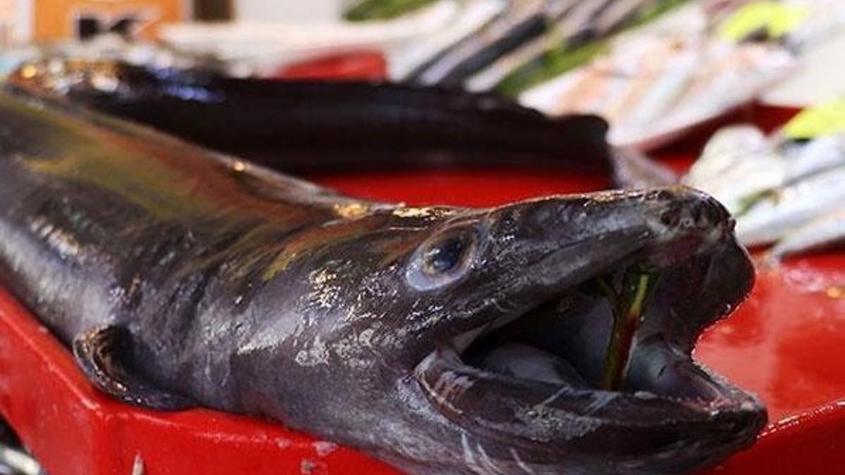 Ege'de 'canavar' yakalandı! Tam 1.5 metre...