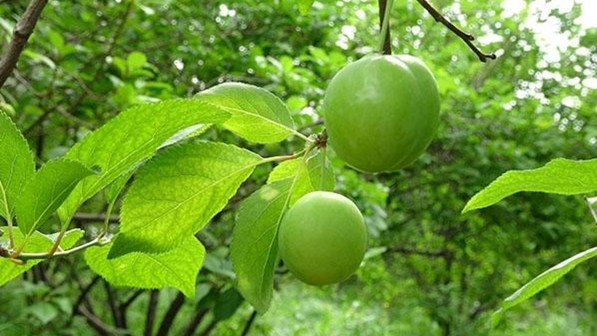 Eriğin kilosu 50 liraya kadar düştü!