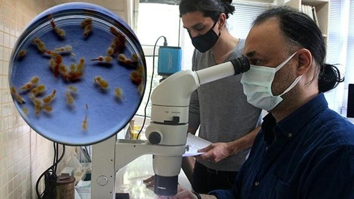 İsmini 'Adana' koydular, dünyaya duyuruldu! İlk kez keşfedildi, öldürüyor...