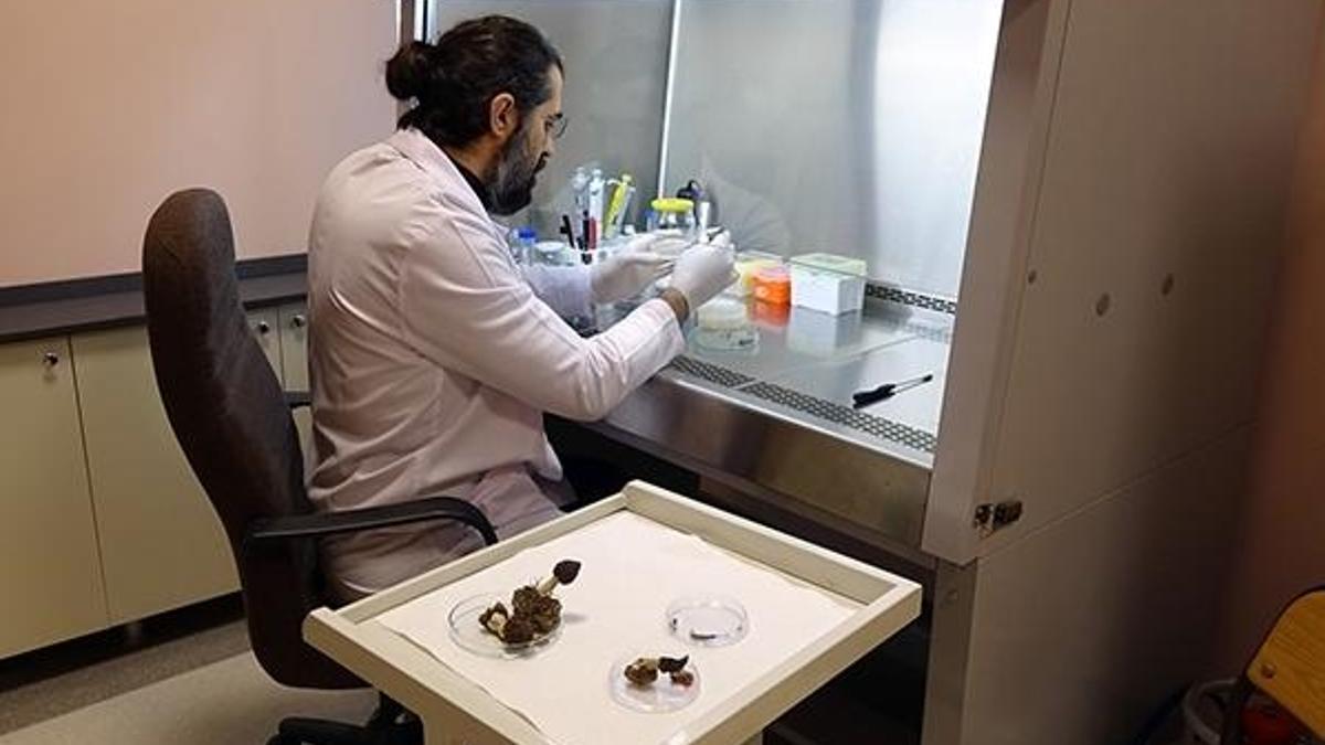 Laboratuvarda üretmeyi hedefliyorlar! Çalışma başlatıldı