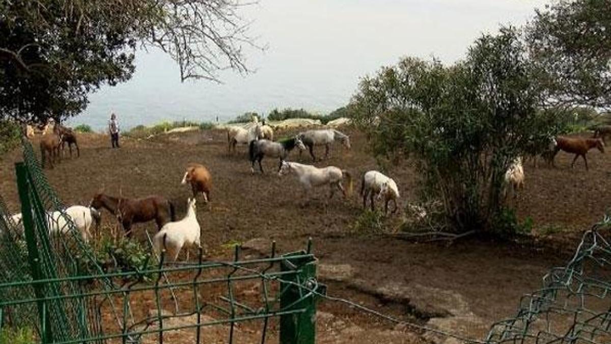 Kayıp atlar için flaş iddia! Bir bölümü Irak'a satıldı, bazıları da kesildi...