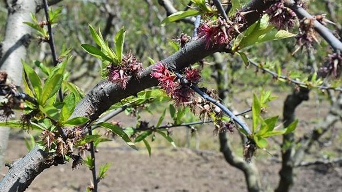 Ciddi talep var! En çok o ülkeye satılıyor, 'uzun yaşam' sembolü...
