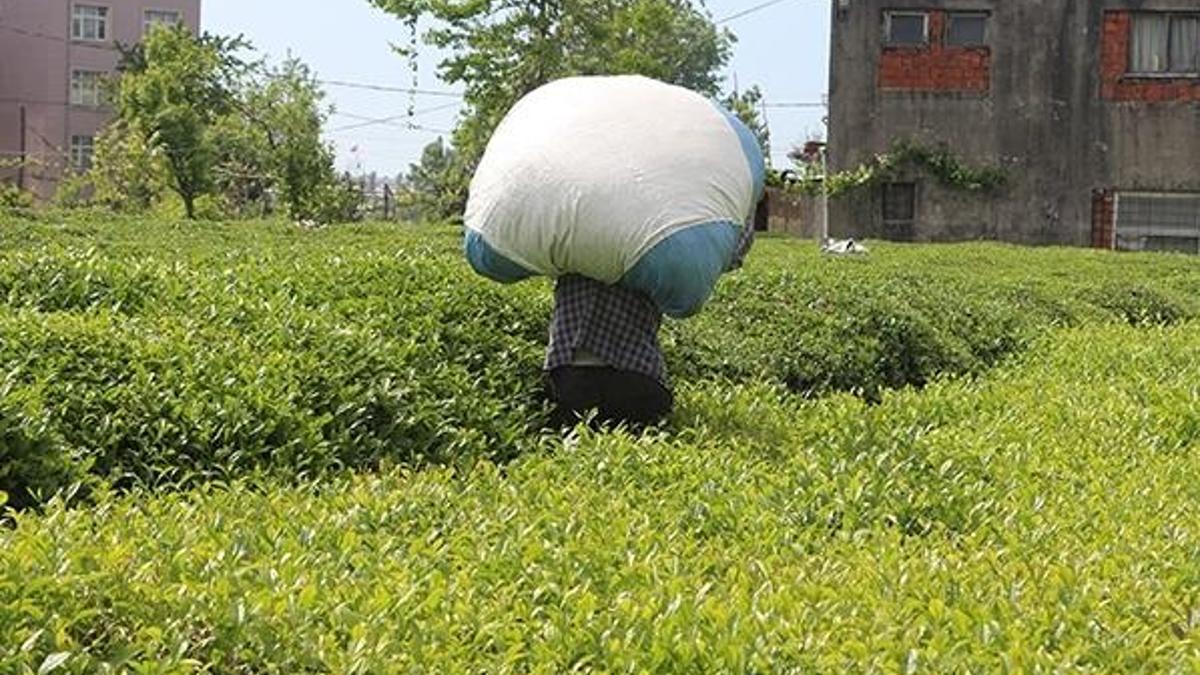 'Çay göçü' başladı, 'izole' çağrısı geldi!