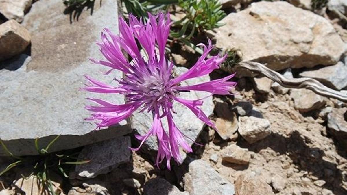 Yama Dağı'nda yeni bir peygamber çiçeği türü keşfedildi