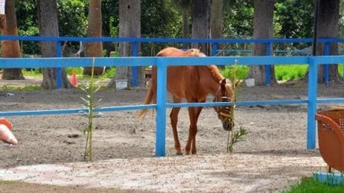 Kayıp atlar skandalında flaş gelişme! Bildirimde bulunan müdüre soruşturma...
