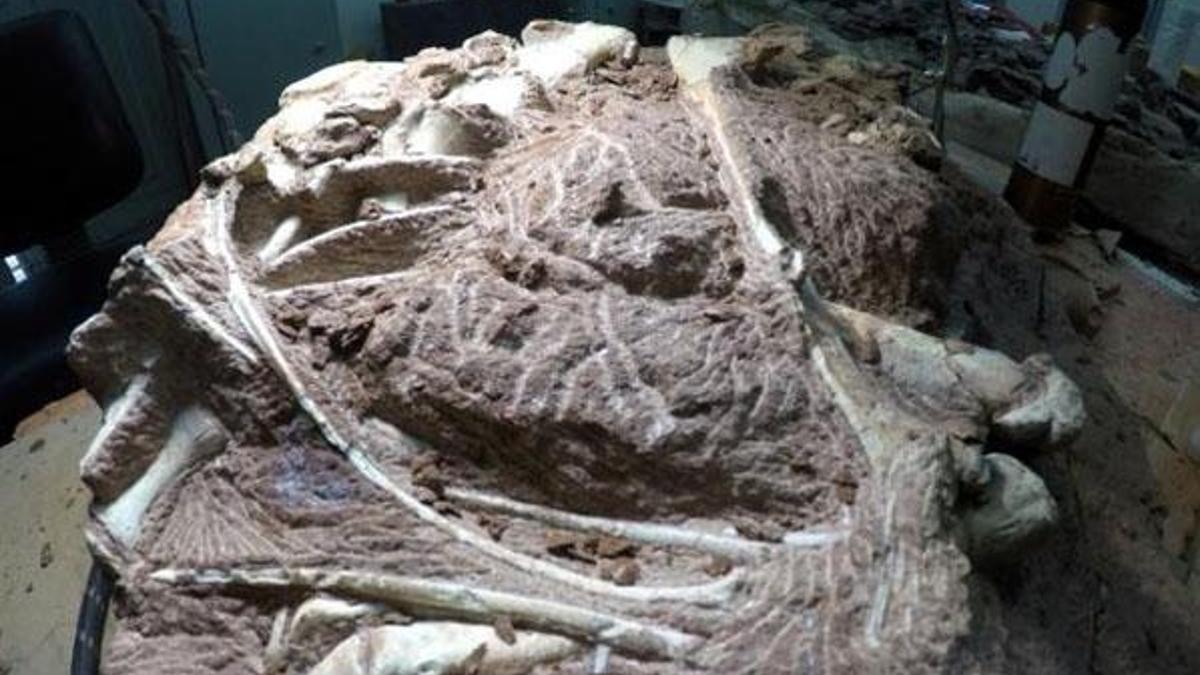 Türünün ilk keşfi! 72 milyon yıllık dinozor fosili bulundu!