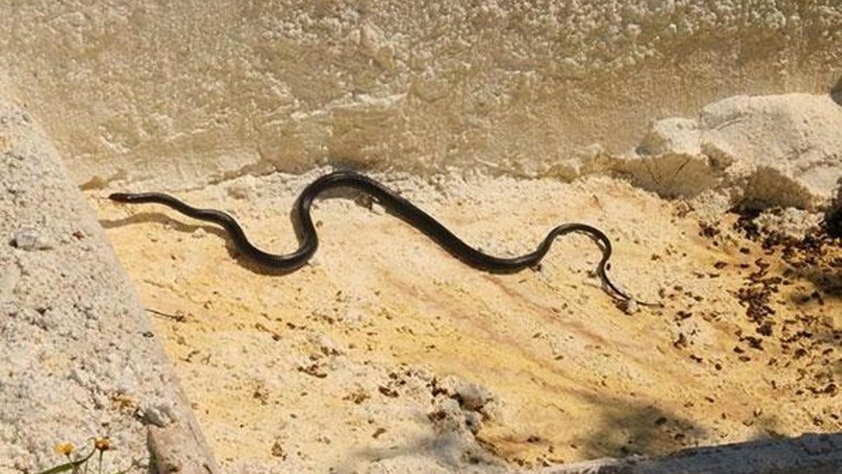 Tatil cennetinde büyük tehlike! Kış uykusundan uyandılar, 3 metre...