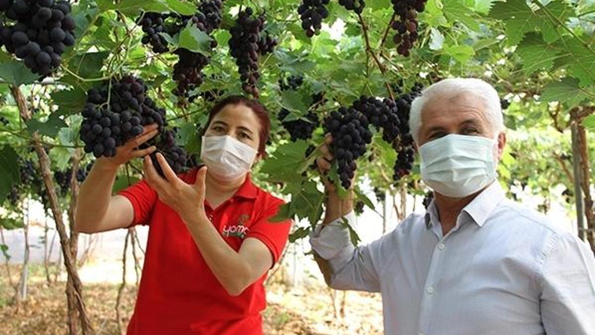 Üreticisini sevindirdi! Kilosu 30 liraya satılıyor, ilk defa...