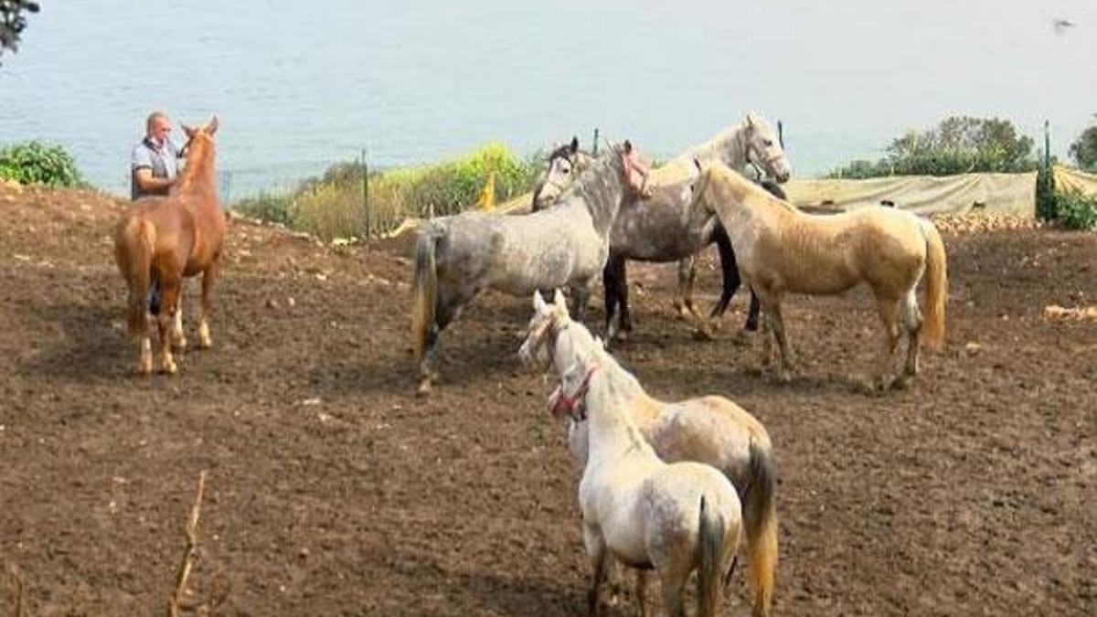 Kayıp atların 224'ü bakımsızlık yüzünden ölmüş