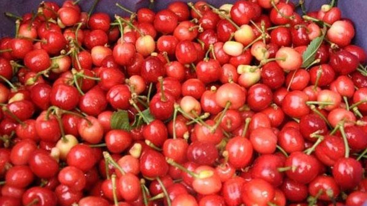 Kilosu 50 liradan alıcı buluyor