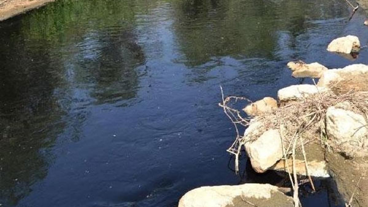 Alaşehir Çayı'ndan zehir akıyor