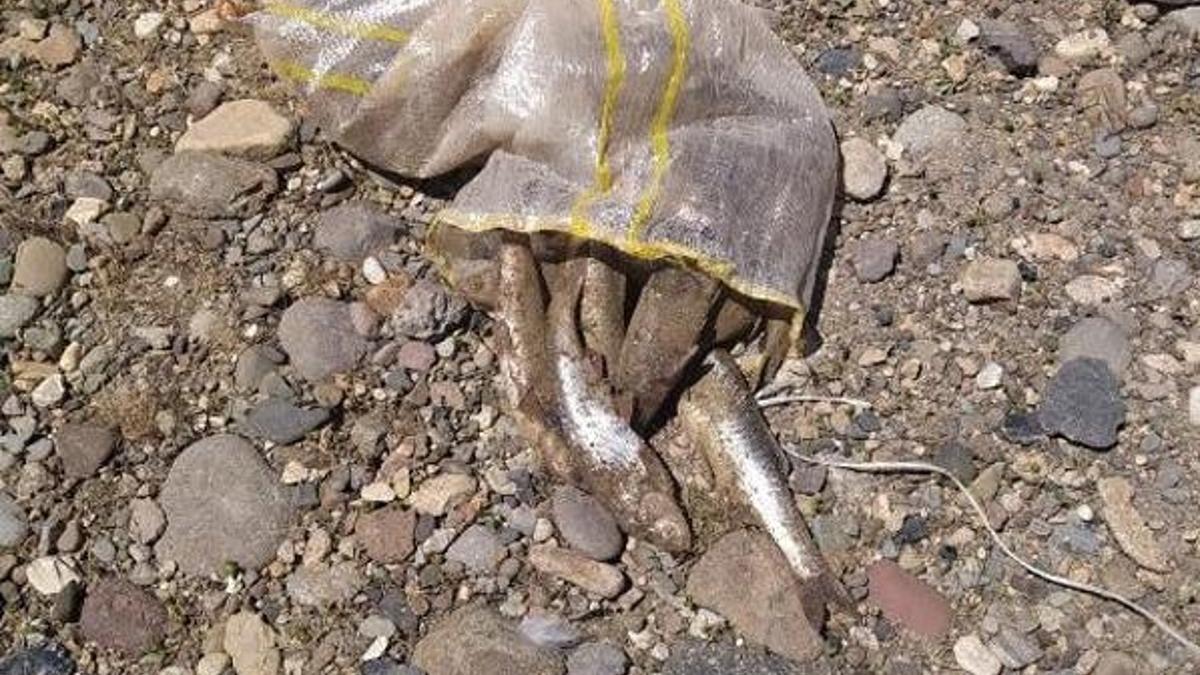 Kaçak 500 kilo inci kefali avlayanlara 26 bin TL ceza