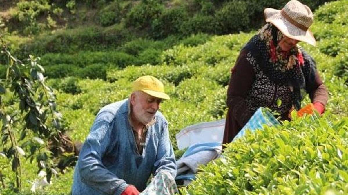 Doğu Karadeniz'de yaş çay hasadı başladı