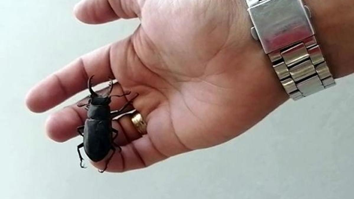 Nesli koruma altındaki geyik böceği Bodrum'da görüldü