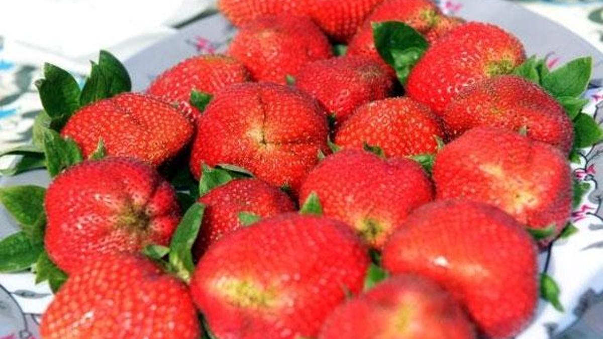 Tarlada 12 lira! Çilek hasadı başladı