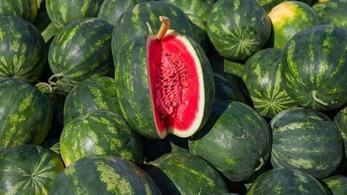 Karpuz tezgahlara düştü! Kilosu...