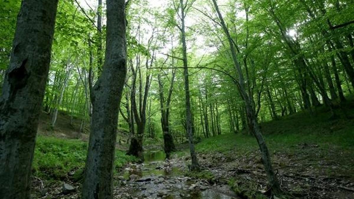 Istranca ormanları ziyaretçilerine görsel şölen sunuyor