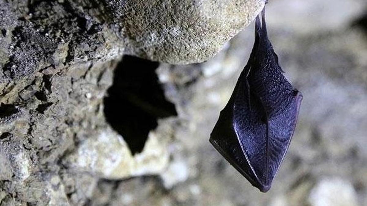 Yarasalarda görülen koronavirüslerin soy ağacında yeni bir dala rastlandı