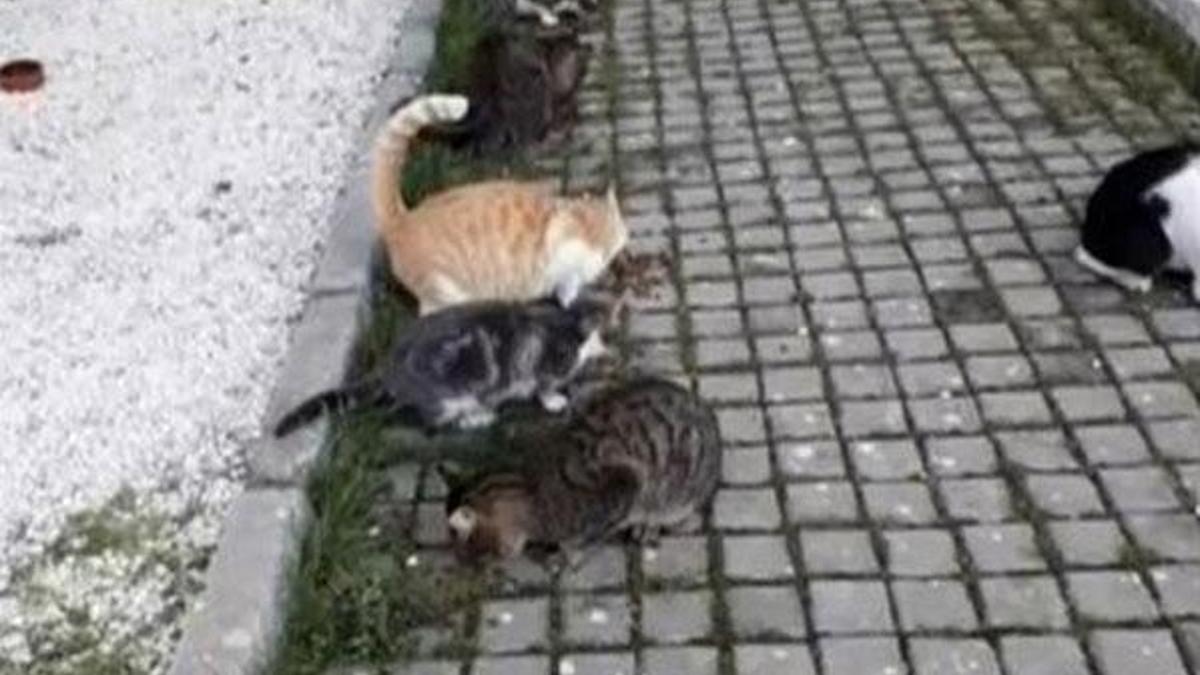 İstanbul'da satanist ayin şüphesi!