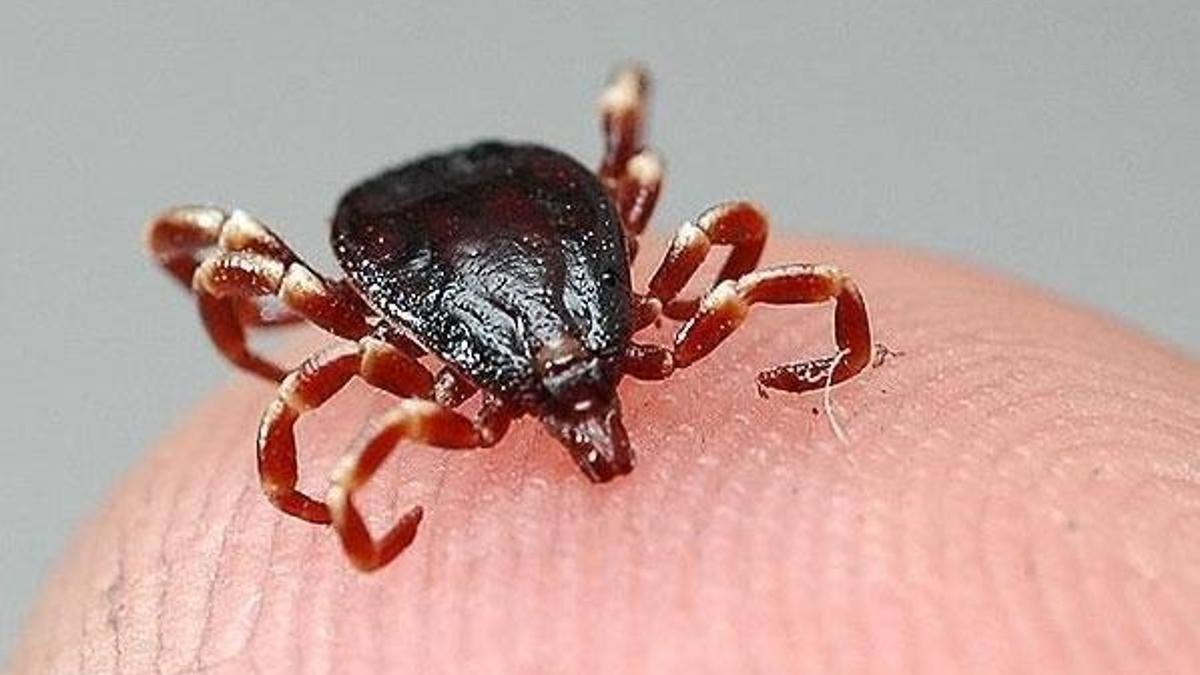 Veteriner hekimler, kenelere karşı vatandaşları uyardı