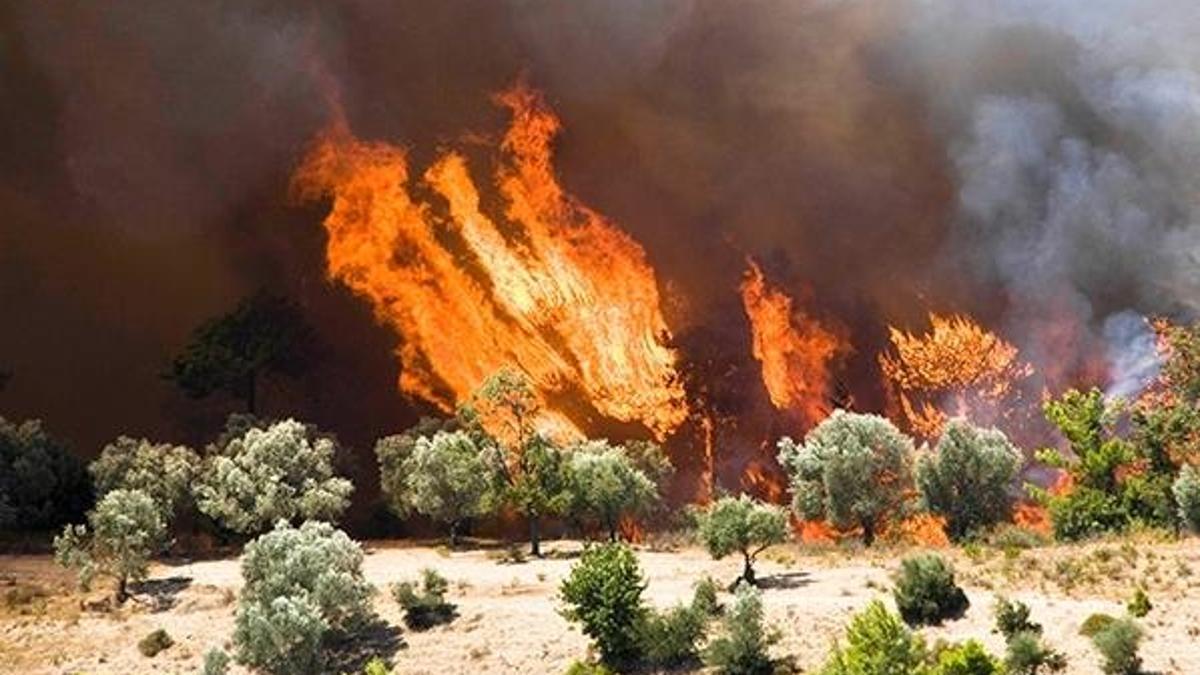 Orman yangınları en çok pazar ve öğleden sonra çıkıyor