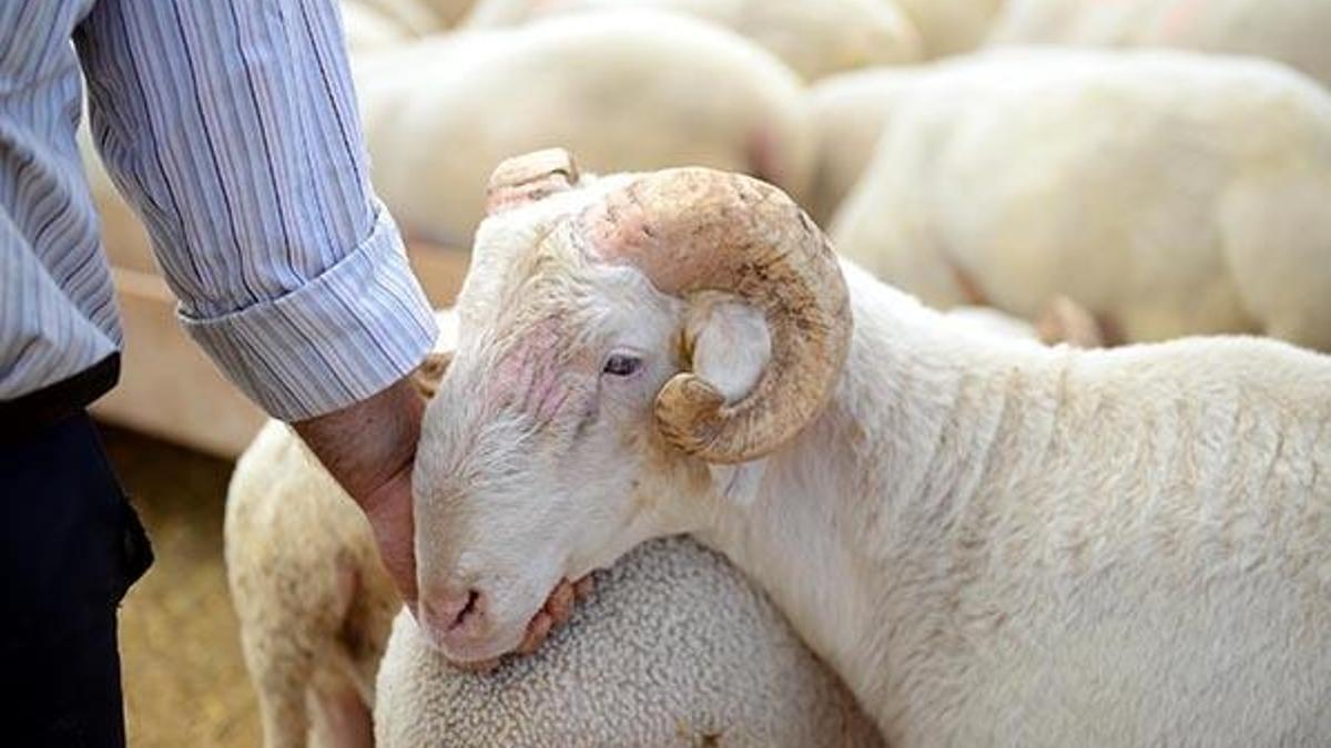 Kurbanlık fiyatları belli oldu mu? Kurbanlık canlı kilo fiyatı ne kadar? Kurbanlık büyükbaş ve küçükbaş fiyatları 2021!