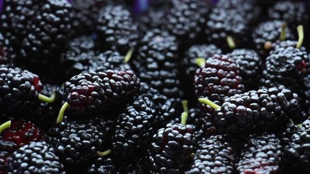 Karadutun bilinmeyen 5 mucizevi faydası