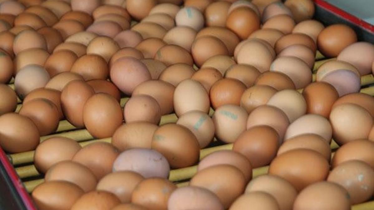 Organik yumurtayı ayırt etme yolları