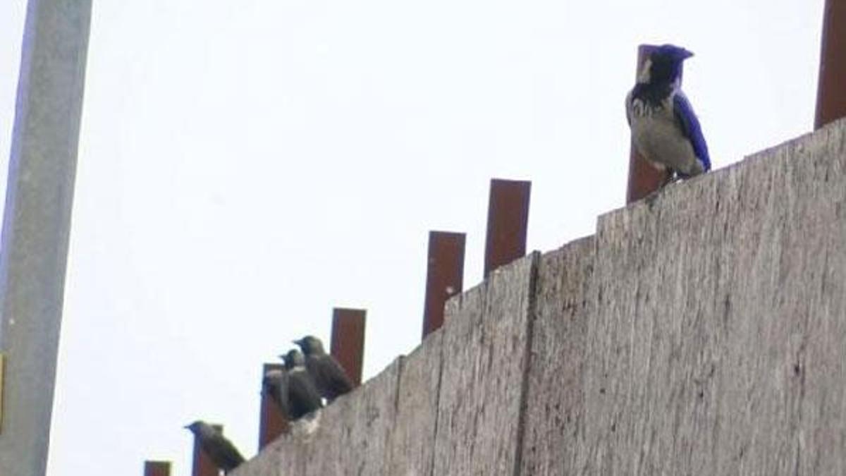 İstanbul'da yeni salgın! Batı Nil Virüsü tespit edildi