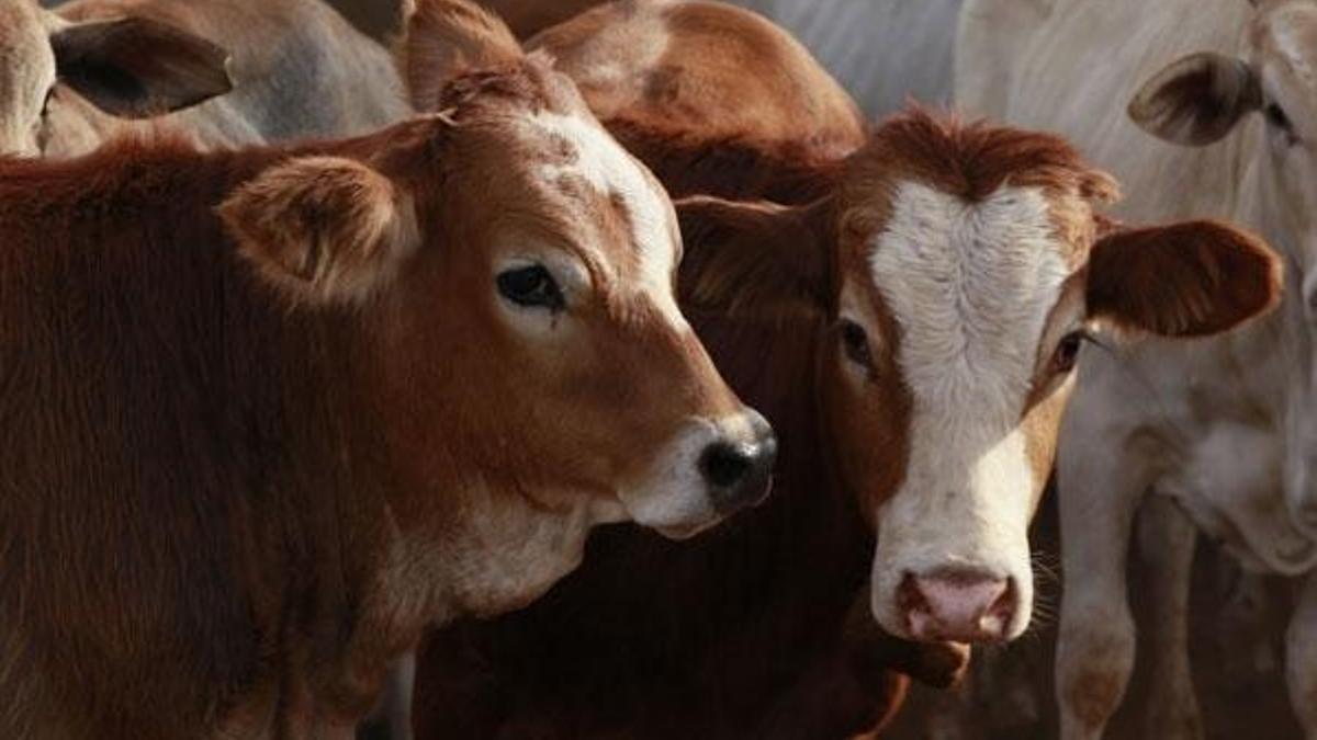 Hayvan sahiplerine ödenecek! Dörtte üç oranında hesaba yatacak