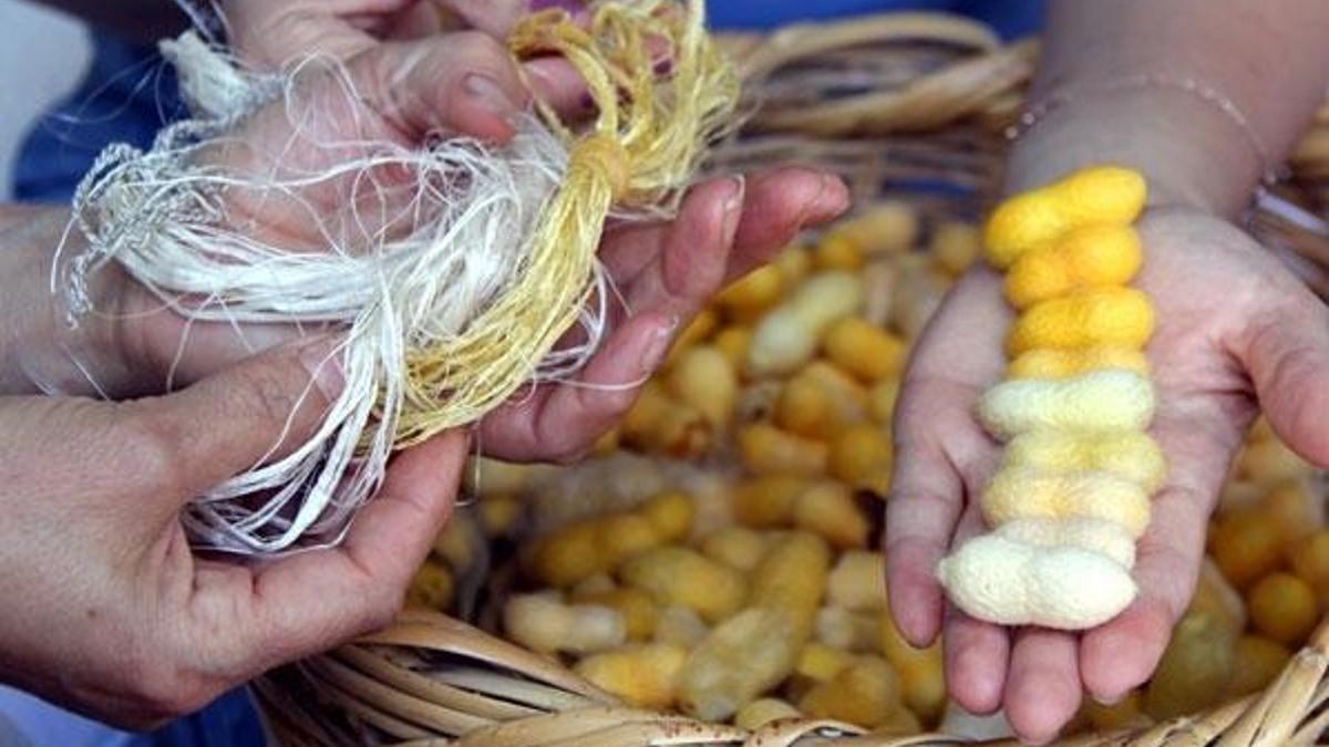 'Hatay Sarısı'nın neslinin devamı bilimsel çalışmalarla sağlanacak
