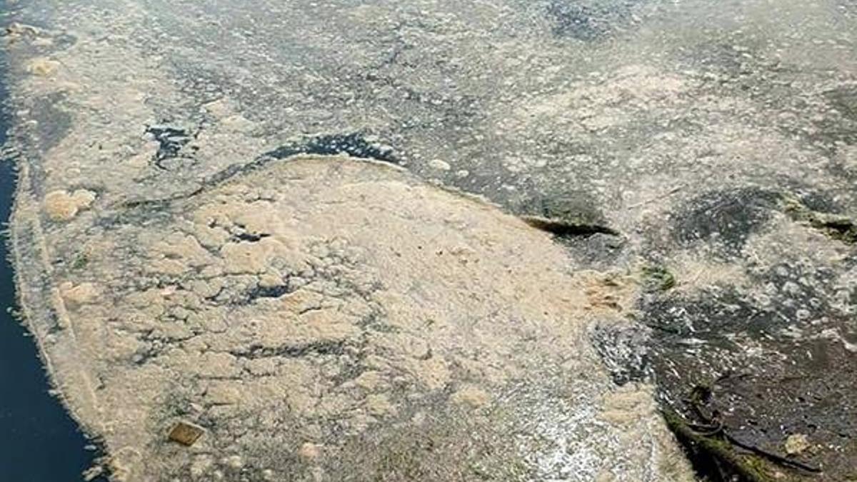Karadeniz'de deniz salyası görüldü! 'Çöküş var'